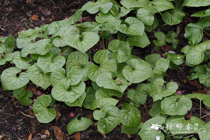 双叶细辛asarum caulescens