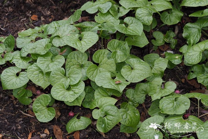 双叶细辛Asarum caulescens