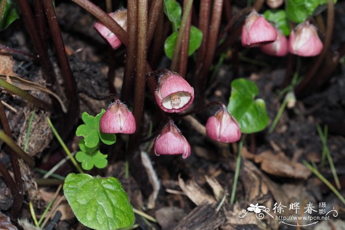 双叶细辛Asarum caulescens