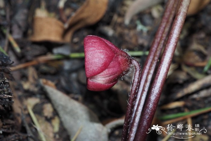 双叶细辛Asarum caulescens