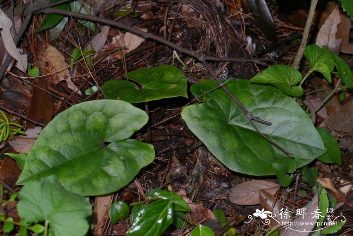 川滇细辛川滇细辛，皱花细辛Asarum delavayi