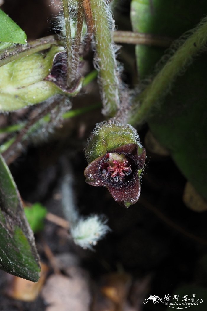 欧洲细辛 Asarum europaeum