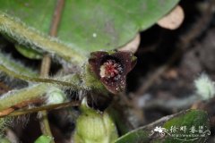 欧洲细辛 Asarum europaeum