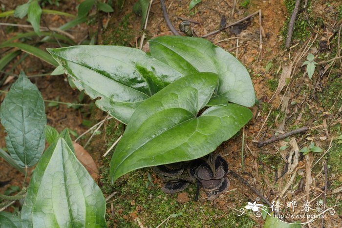 金耳环 Asarum insigne