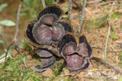 金耳环 Asarum insigne