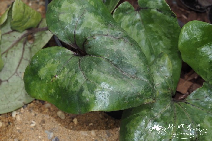 大叶马蹄香 Asarum maximum