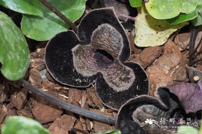 大叶马蹄香 Asarum maximum