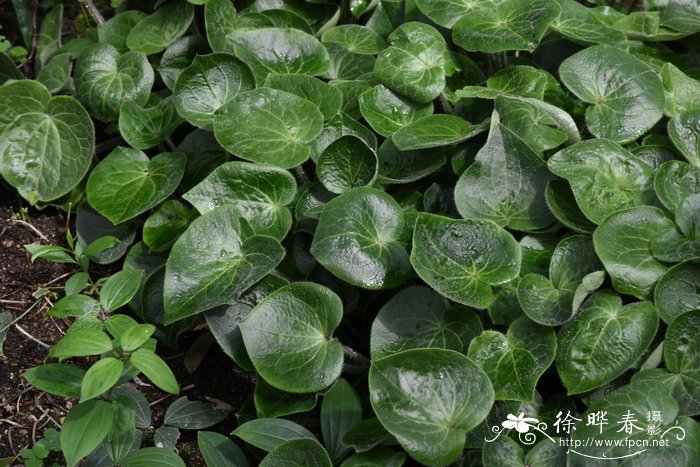 长毛细辛 Asarum pulchellum