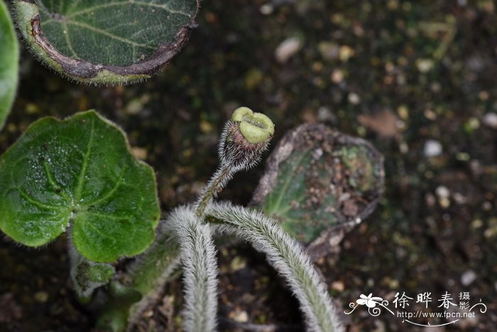 长毛细辛 Asarum pulchellum