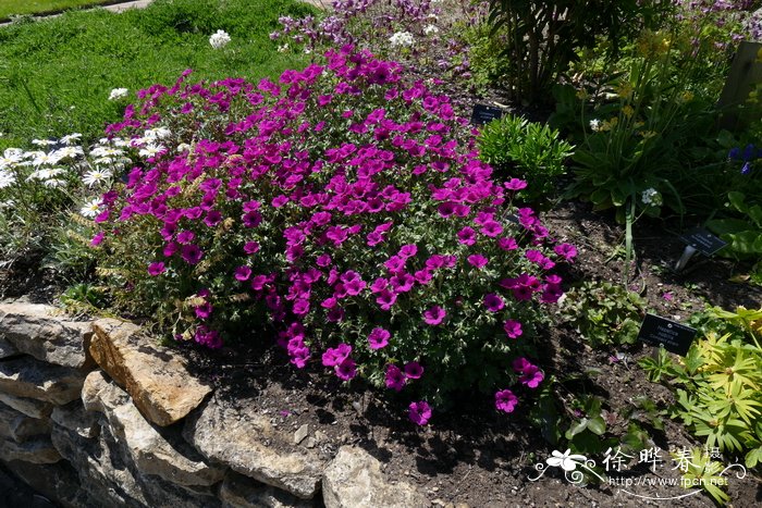 ‘短茎’灰老鹳草 Geranium cinereum ‘Subcaulescens’