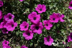 ‘短茎’灰老鹳草 Geranium cinereum ‘Subcaulescens’