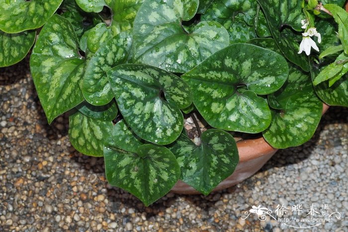 细辛Asarum sieboldii