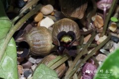 细辛Asarum sieboldii