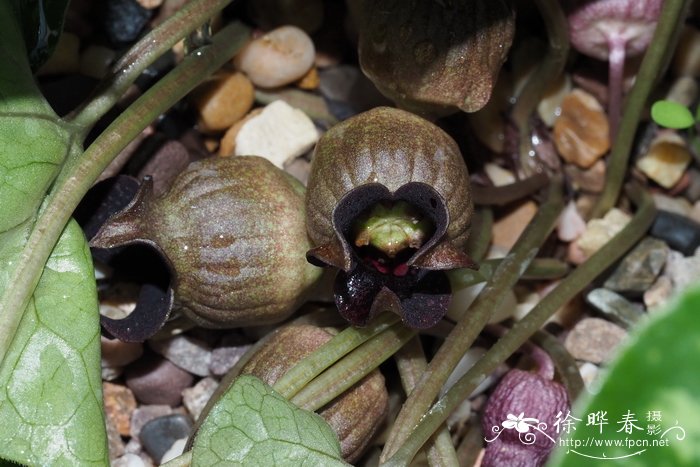 细辛Asarum sieboldii