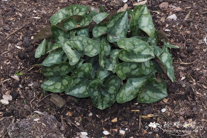 青城细辛 Asarum splendens