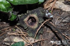 青城细辛 Asarum splendens