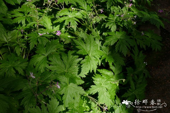 加那利老鹳草Geranium canariense