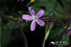 加那利老鹳草Geranium canariense