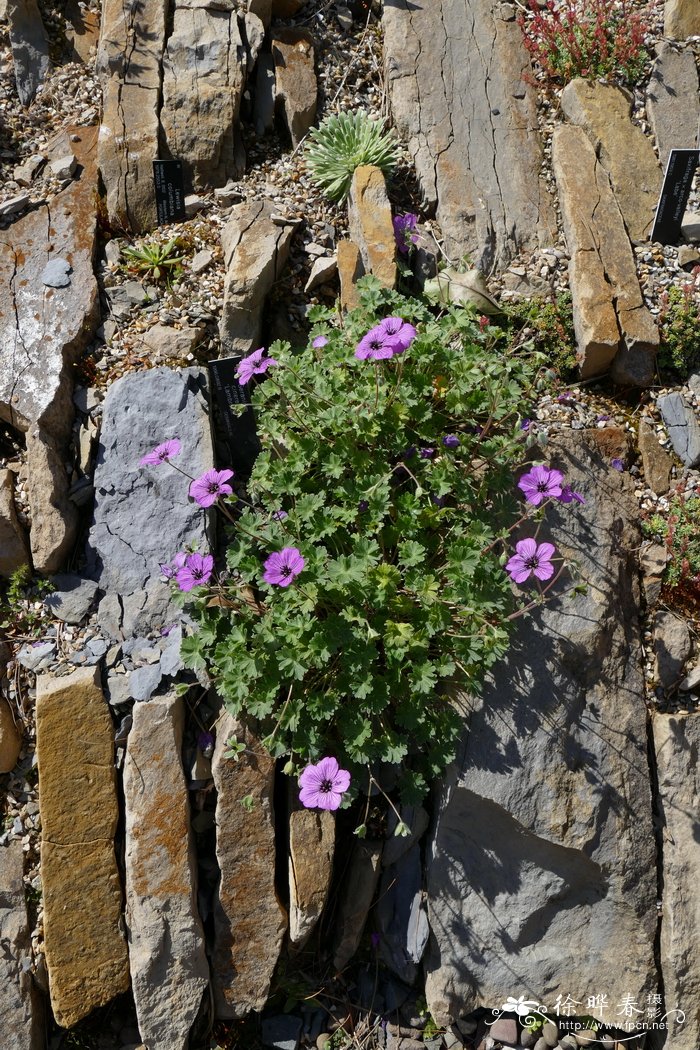 '兰布鲁克'灰老鹳草Geranium cinereum 'Lambrook'