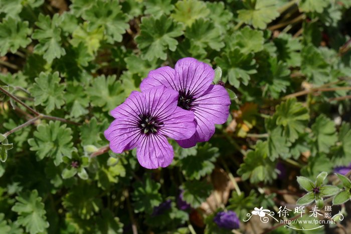 '兰布鲁克'灰老鹳草Geranium cinereum 'Lambrook'