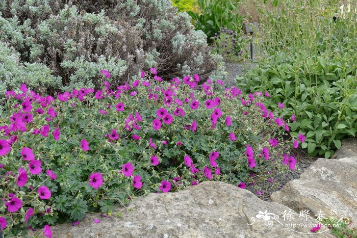 短茎老鹳草Geranium cinereum subsp. subcaulescens