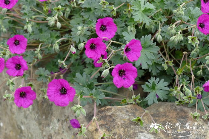 短茎老鹳草Geranium cinereum subsp. subcaulescens