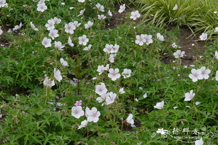 ‘白花克什米尔’克拉克老鹳草Geranium clarkei ‘Kashmir White