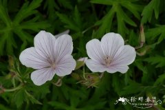 ‘白花克什米尔’克拉克老鹳草Geranium clarkei ‘Kashmir White