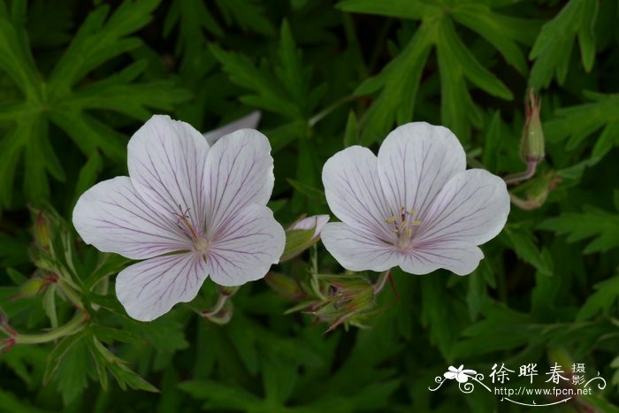 ‘白花克什米尔’克拉克老鹳草Geranium clarkei ‘Kashmir White