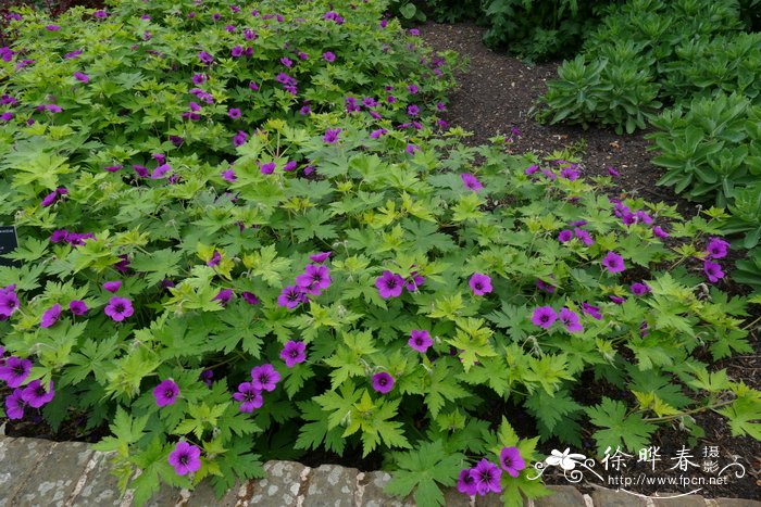 ‘格雷维提’喜马拉雅老鹳草 Geranium himalayense 'Gravetye'