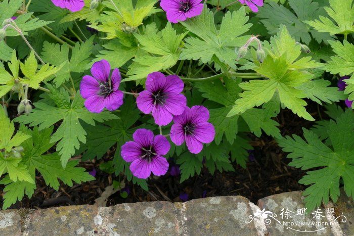 ‘格雷维提’喜马拉雅老鹳草 Geranium himalayense 'Gravetye'