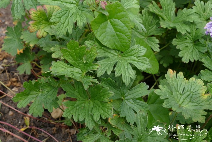 ‘重瓣’喜马拉雅老鹳草Geranium himalayense 'Plenum'