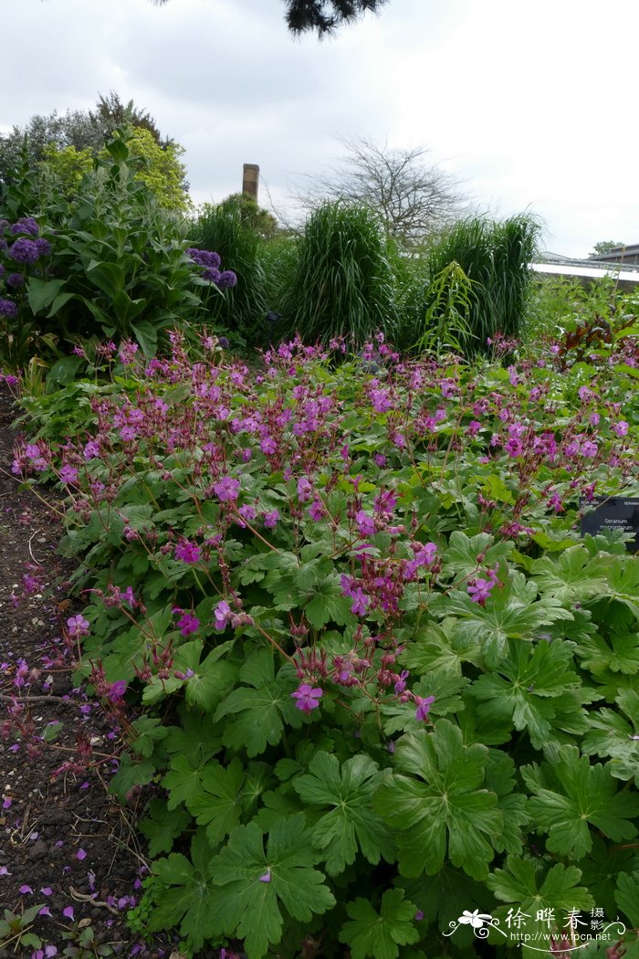 '贝万斯'大根老鹳草 Geranium macrorrhizum 'Bevans Variety'