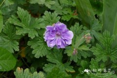 ‘重瓣’喜马拉雅老鹳草Geranium himalayense 'Plenum'