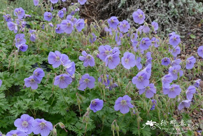 喜马拉雅老鹳草 Geranium himalayense