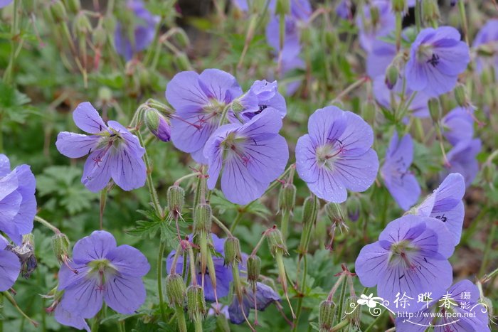 喜马拉雅老鹳草 Geranium himalayense