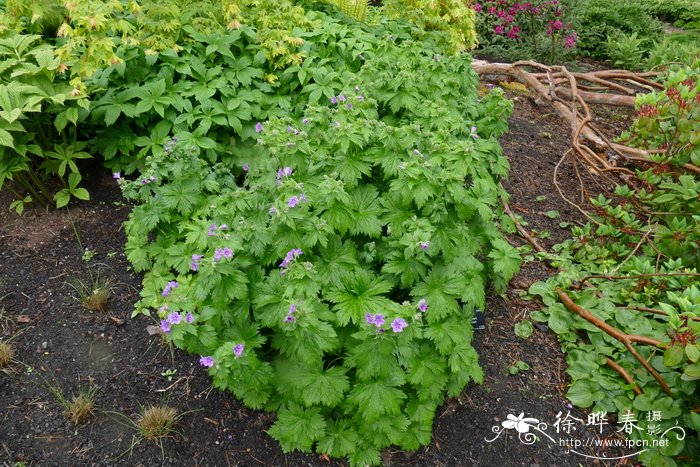 伊比利亚老鹳草 Geranium ibericum