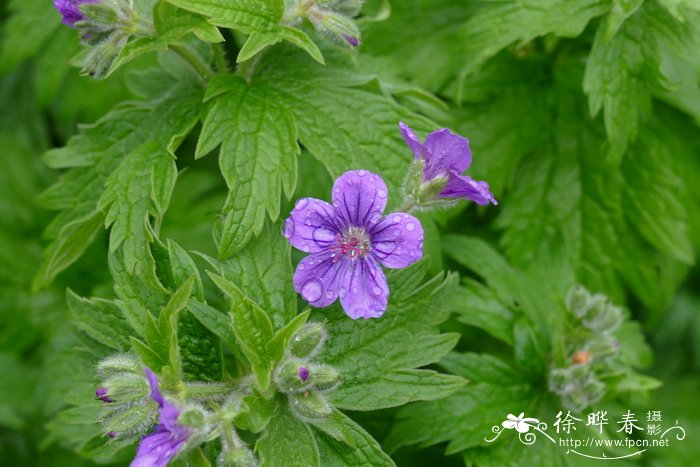 伊比利亚老鹳草 Geranium ibericum