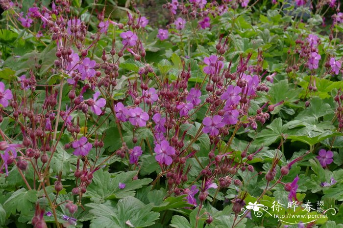 '贝万斯'大根老鹳草 Geranium macrorrhizum 'Bevans Variety'