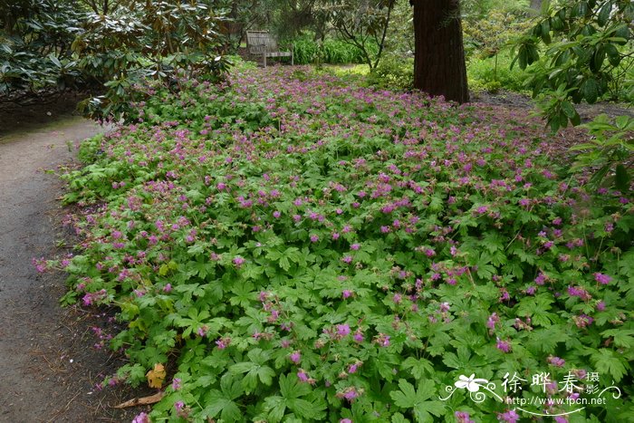 大根老鹳草Geranium macrorrhizum