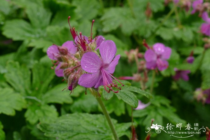 大根老鹳草geranium Macrorrhizum 花卉图片网