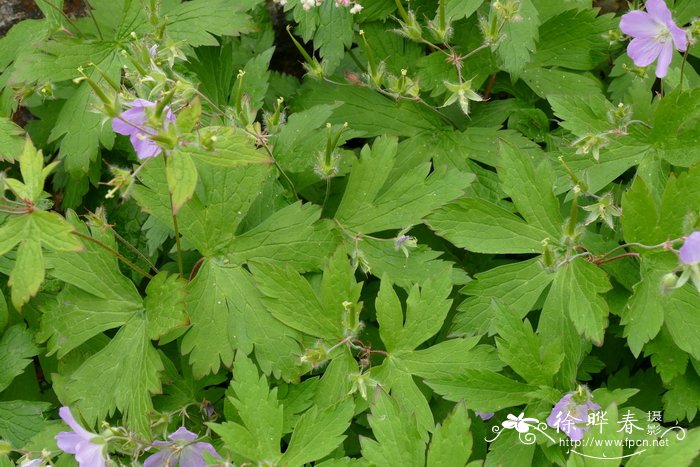 斑点老鹳草 Geranium maculatum