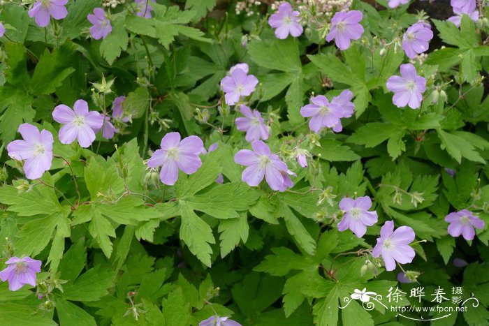 斑点老鹳草 Geranium maculatum