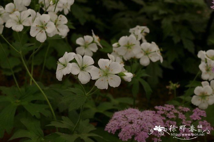 斑点老鹳草 Geranium maculatum