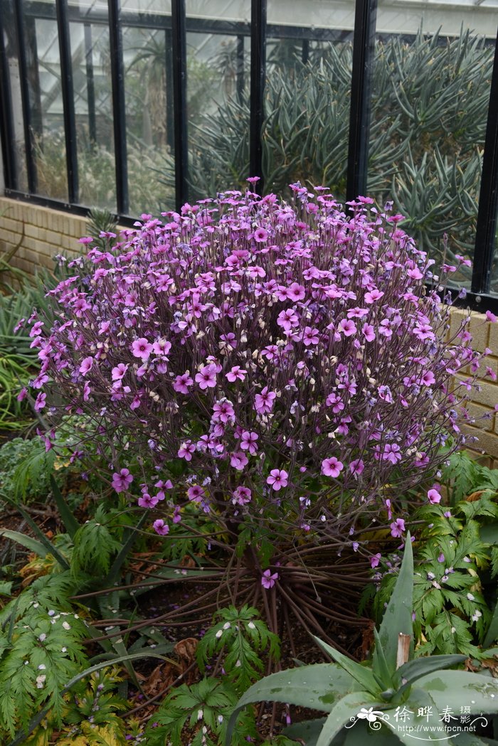 马德拉老鹳草 Geranium maderense