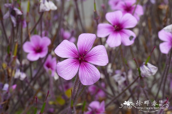 马德拉老鹳草 Geranium maderense