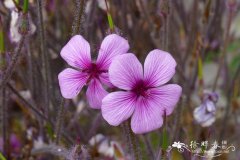 马德拉老鹳草 Geranium maderense