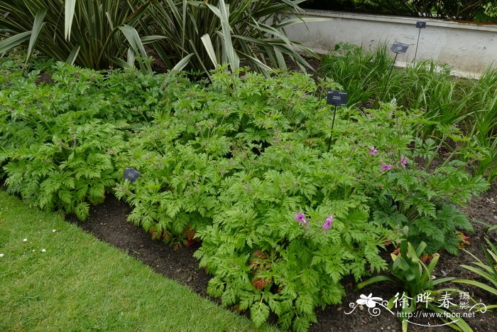 掌叶老鹳草Geranium palmatum