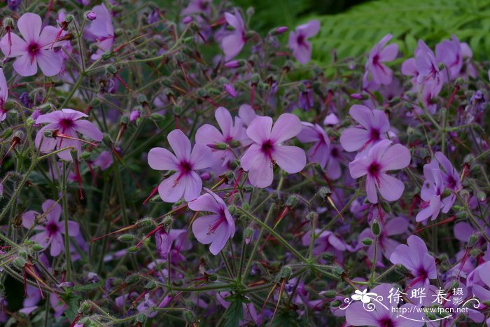 掌叶老鹳草Geranium palmatum