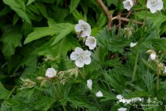 '微蓝'草地老鹳草Geranium pratense 'Plenum Caeruleum'